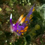 Launsina tanyae